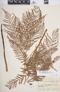 Pteridium aquilinum subsp. pseudocaudatum image