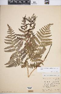 Pteridium aquilinum var. pubescens image