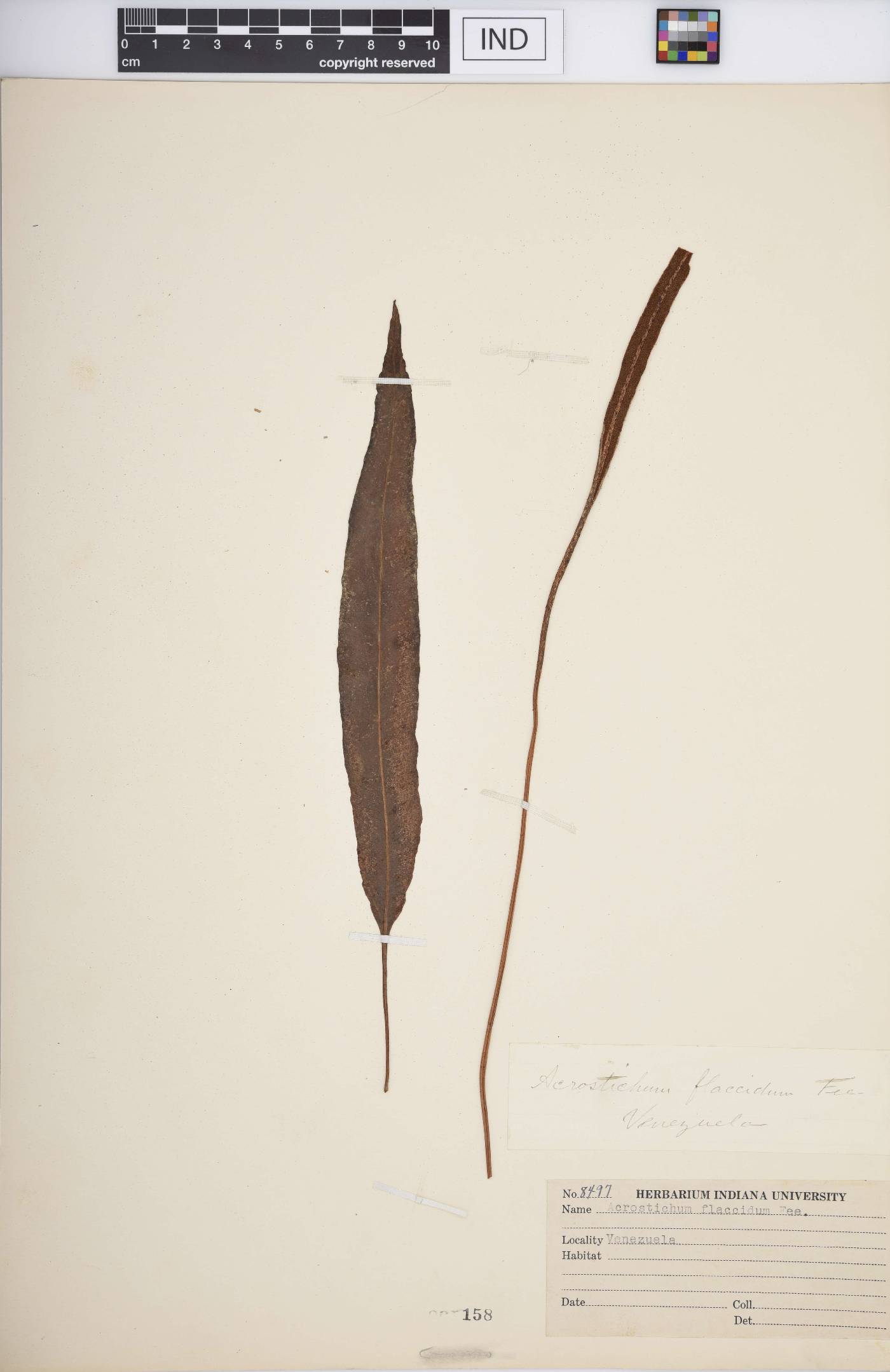 Elaphoglossum flaccidum image