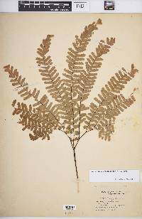 Adiantum aleuticum image