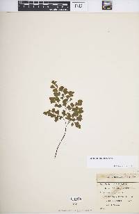 Adiantum capillus-veneris image