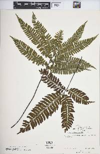 Adiantum humile image