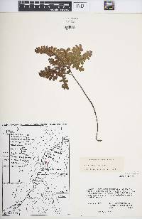 Adiantum patens image