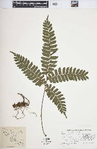 Adiantum tetraphyllum image