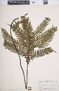 Adiantum tetraphyllum image