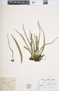 Ananthacorus angustifolius image