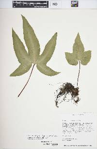 Bommeria elegans image