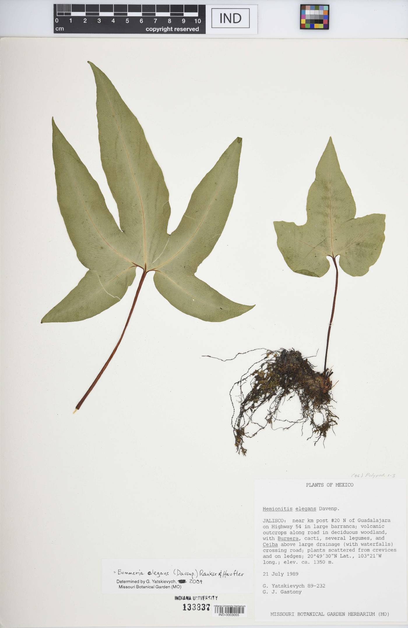 Bommeria elegans image