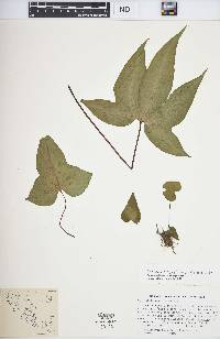 Bommeria elegans image