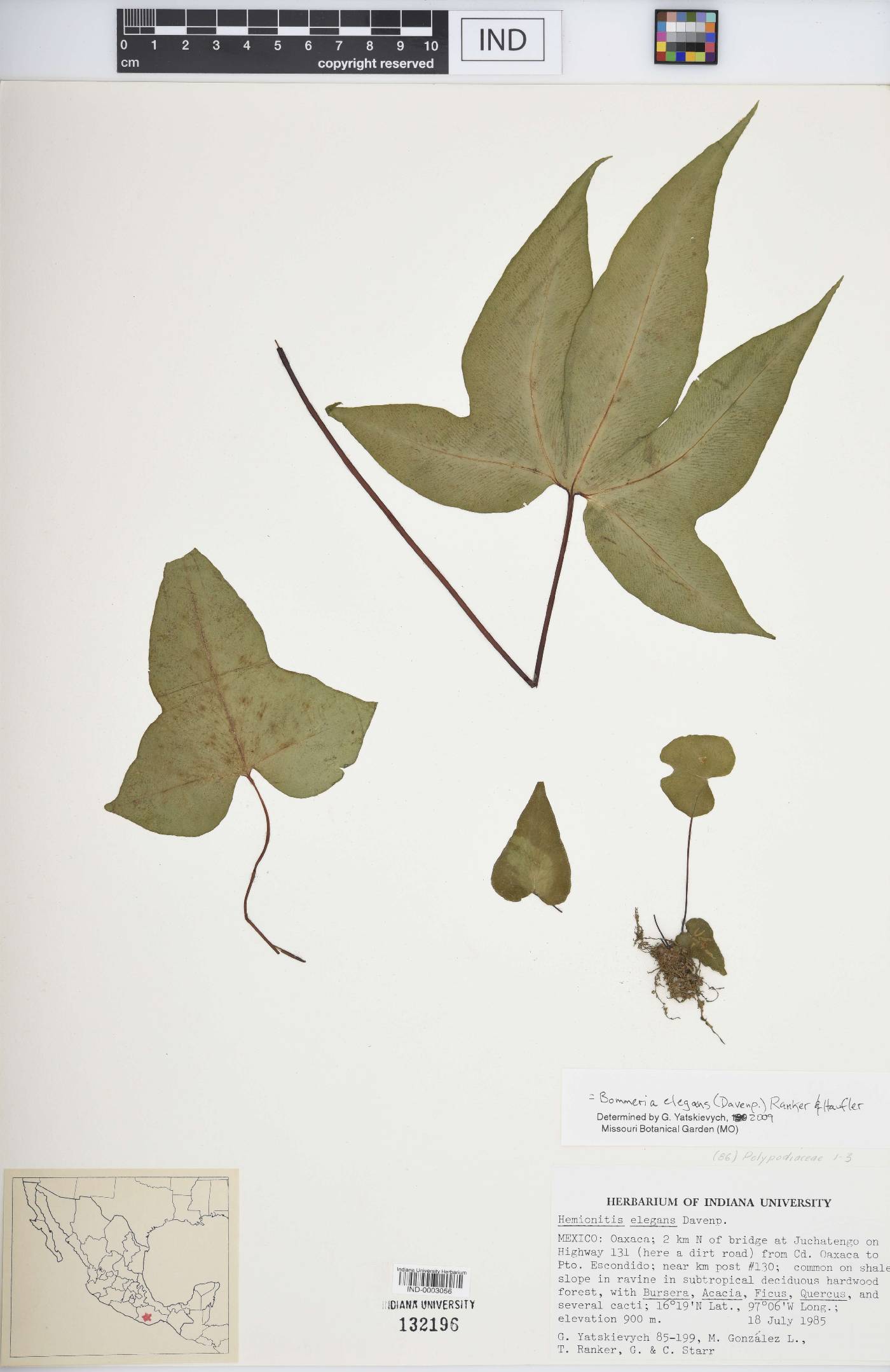Bommeria elegans image