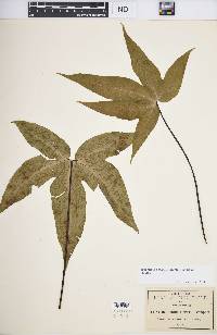 Bommeria elegans image
