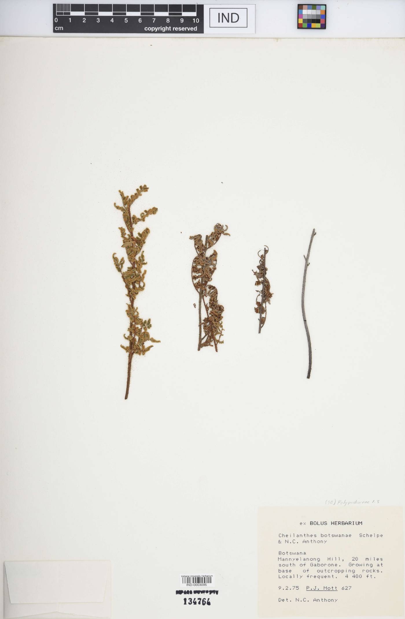 Cheilanthes botswanae image