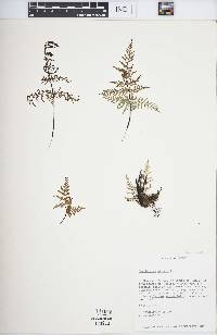 Cheilanthes hirsuta image