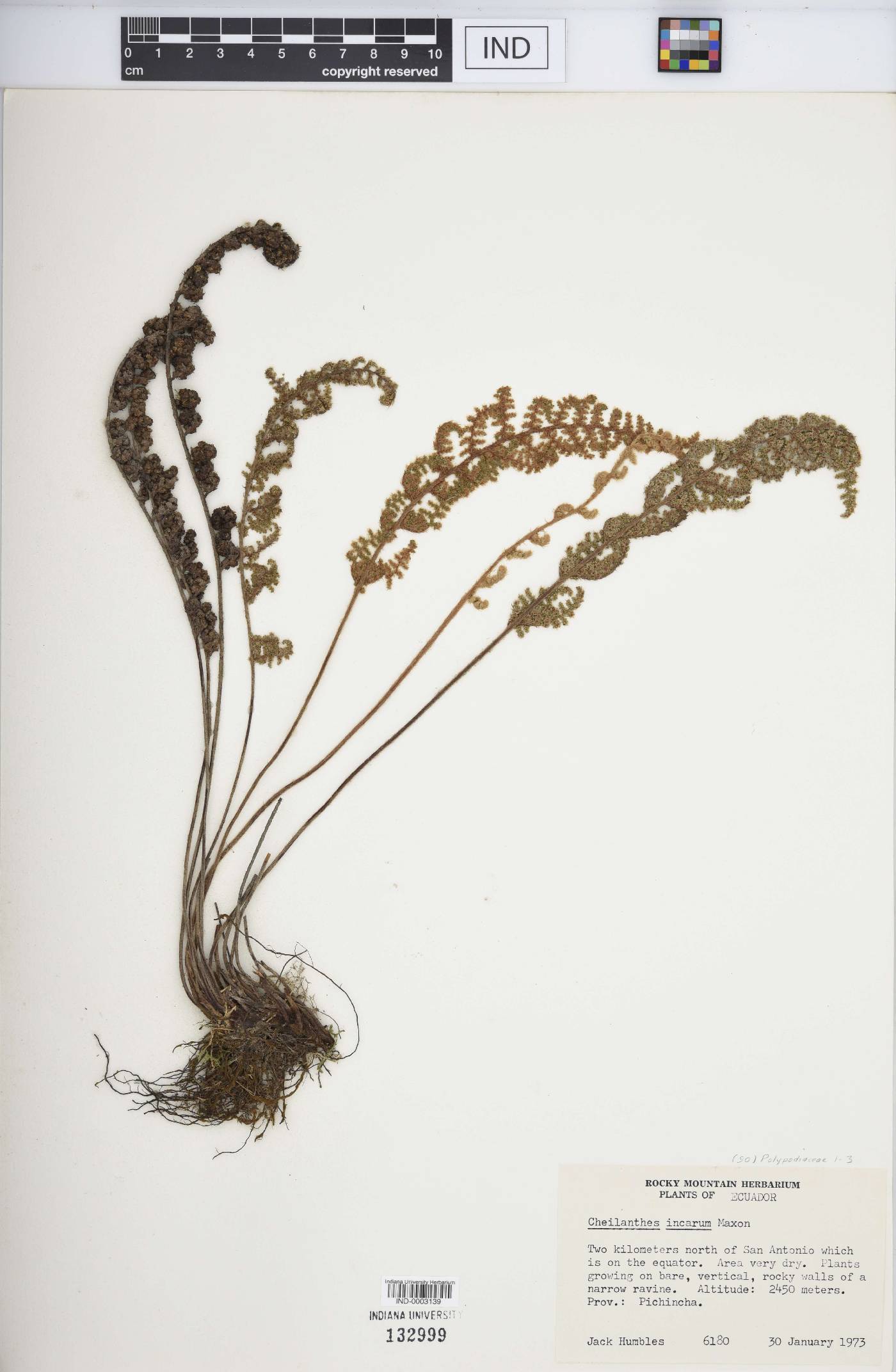 Cheilanthes incarum image