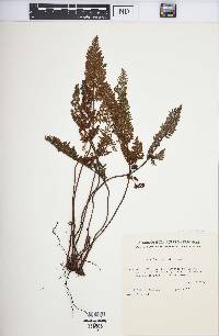Image of Cheilanthes induta