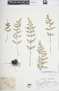 Cheilanthes lozanoi var. seemannii image