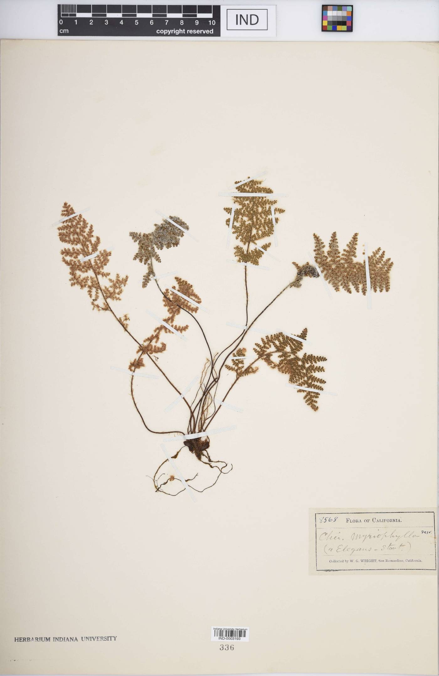 Myriopteris myriophylla image