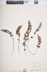Cheilanthes pilosa image