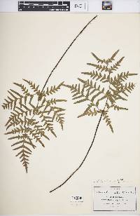 Cheiloplecton rigidum image