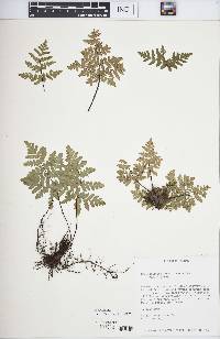 Cheiloplecton rigidum var. rigidum image