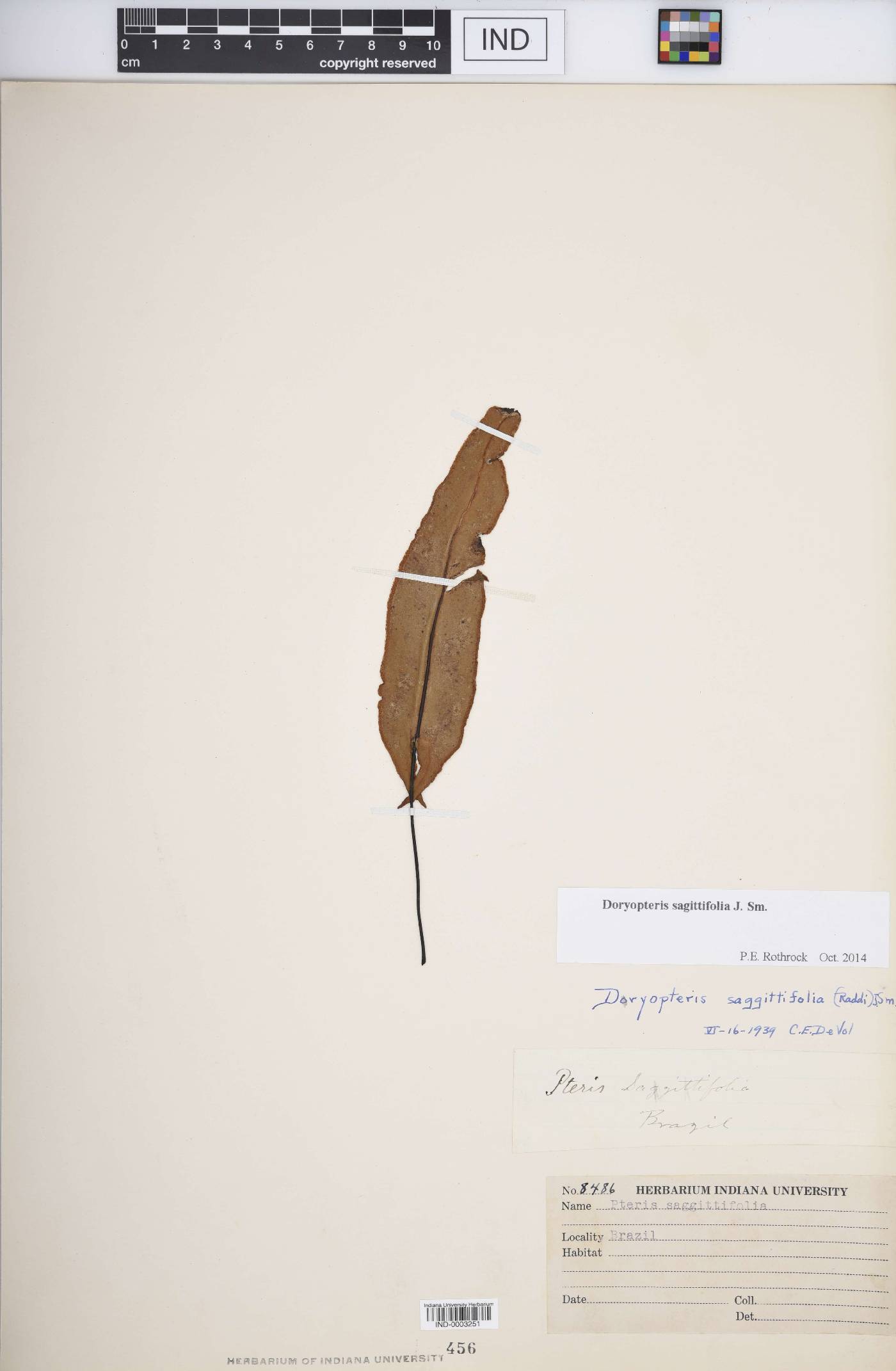 Doryopteris sagittifolia image