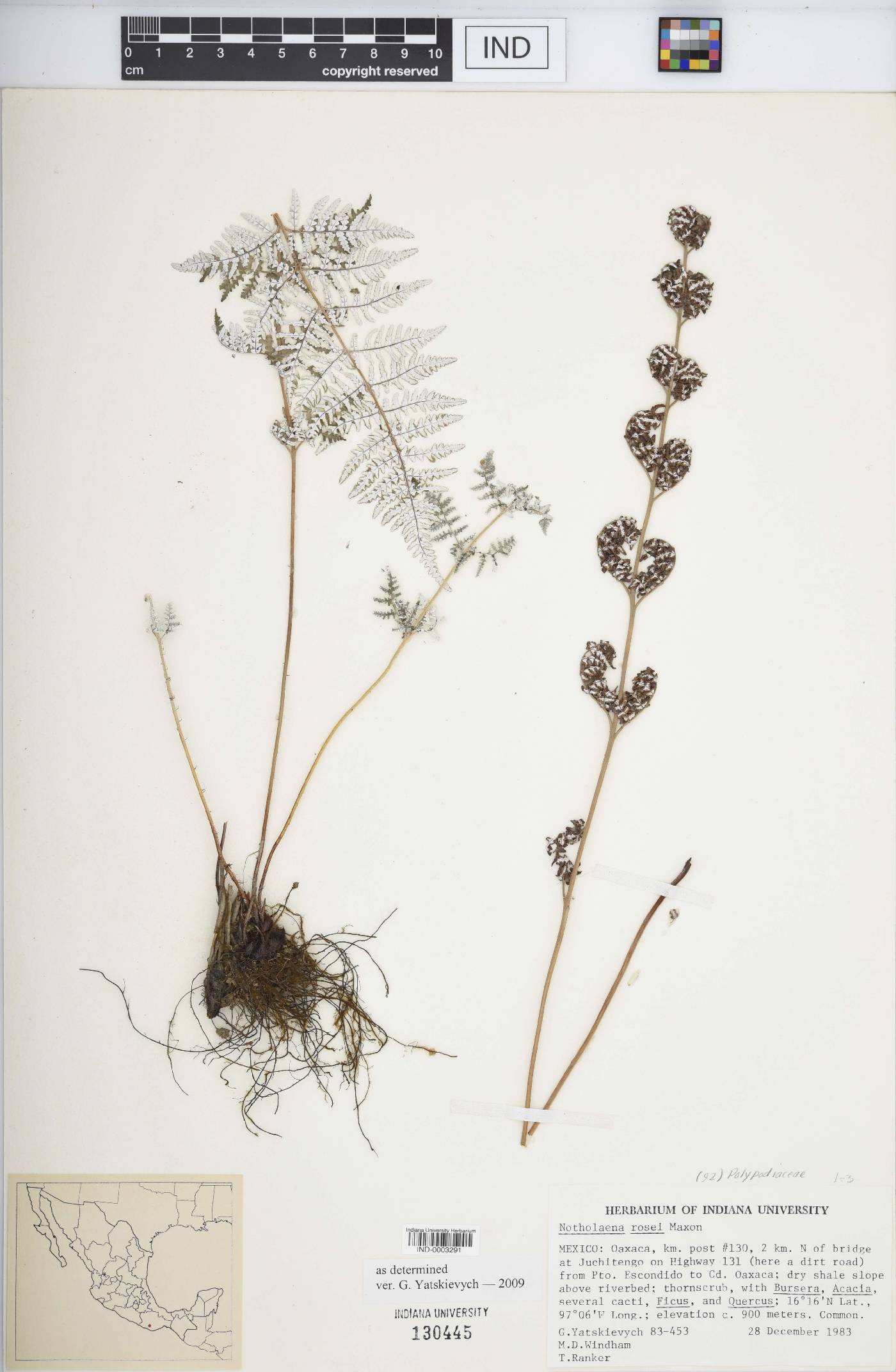 Notholaena rosei image