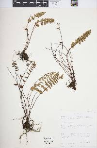 Pellaea bridgesii image
