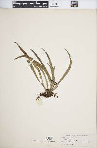 Polytaenium lineatum image