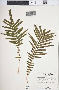 Pteris vittata image