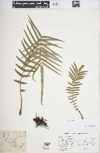 Pteris vittata image