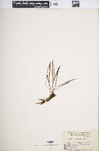 Vittaria filipes image