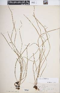 Vittaria graminifolia image
