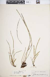 Vittaria graminifolia image