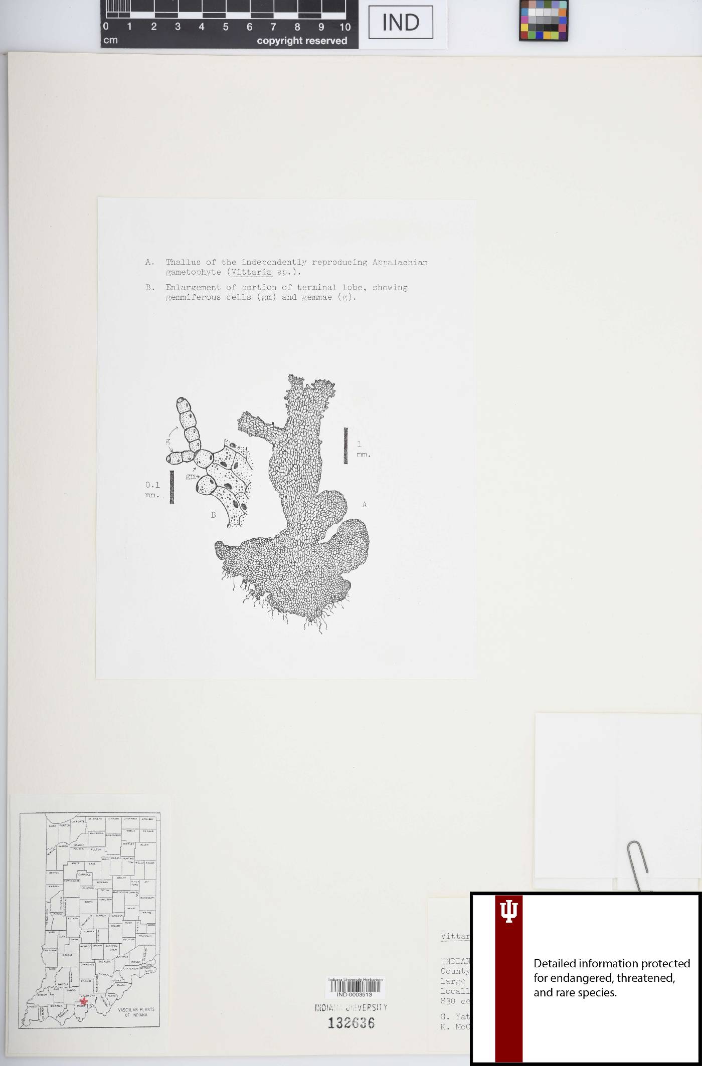 Vittaria appalachiana image