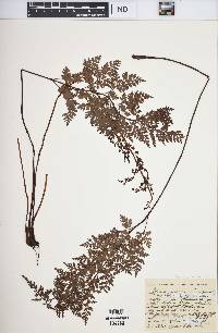 Asplenium adiantum-nigrum image