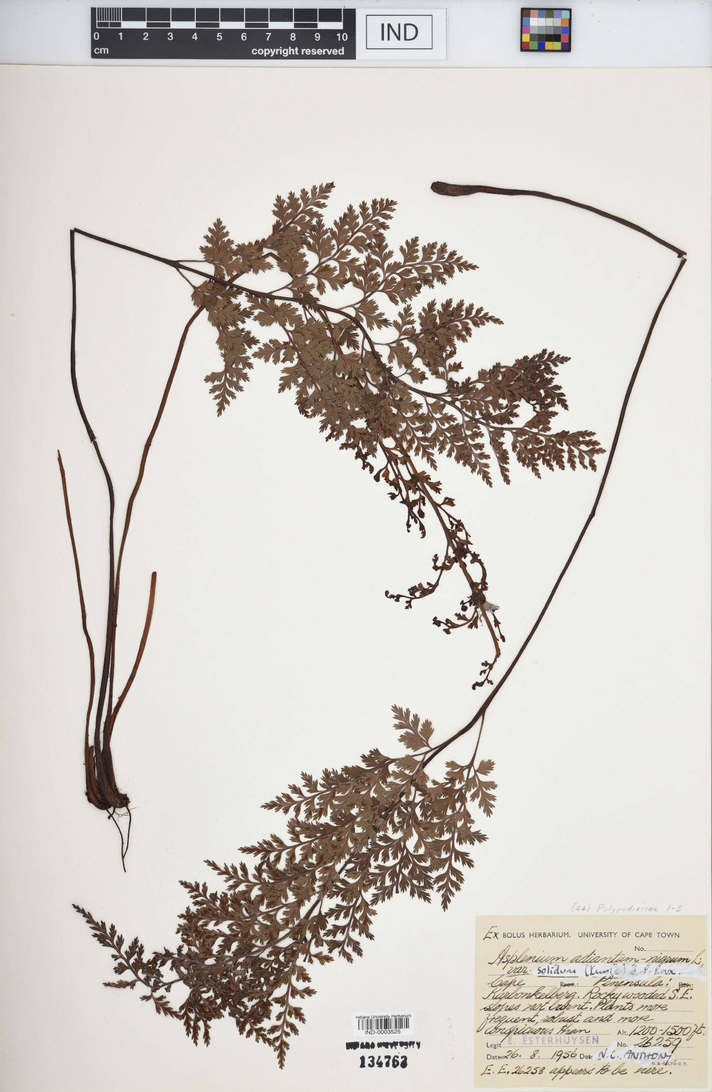 Asplenium adiantum-nigrum var. solidum image