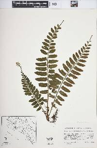 Asplenium alatum image