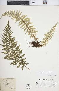 Asplenium blepharodes image