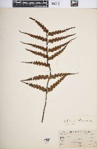 Asplenium caudatum image