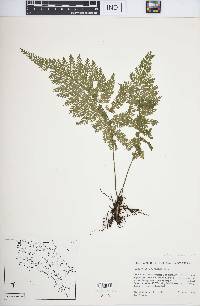 Asplenium cristatum image
