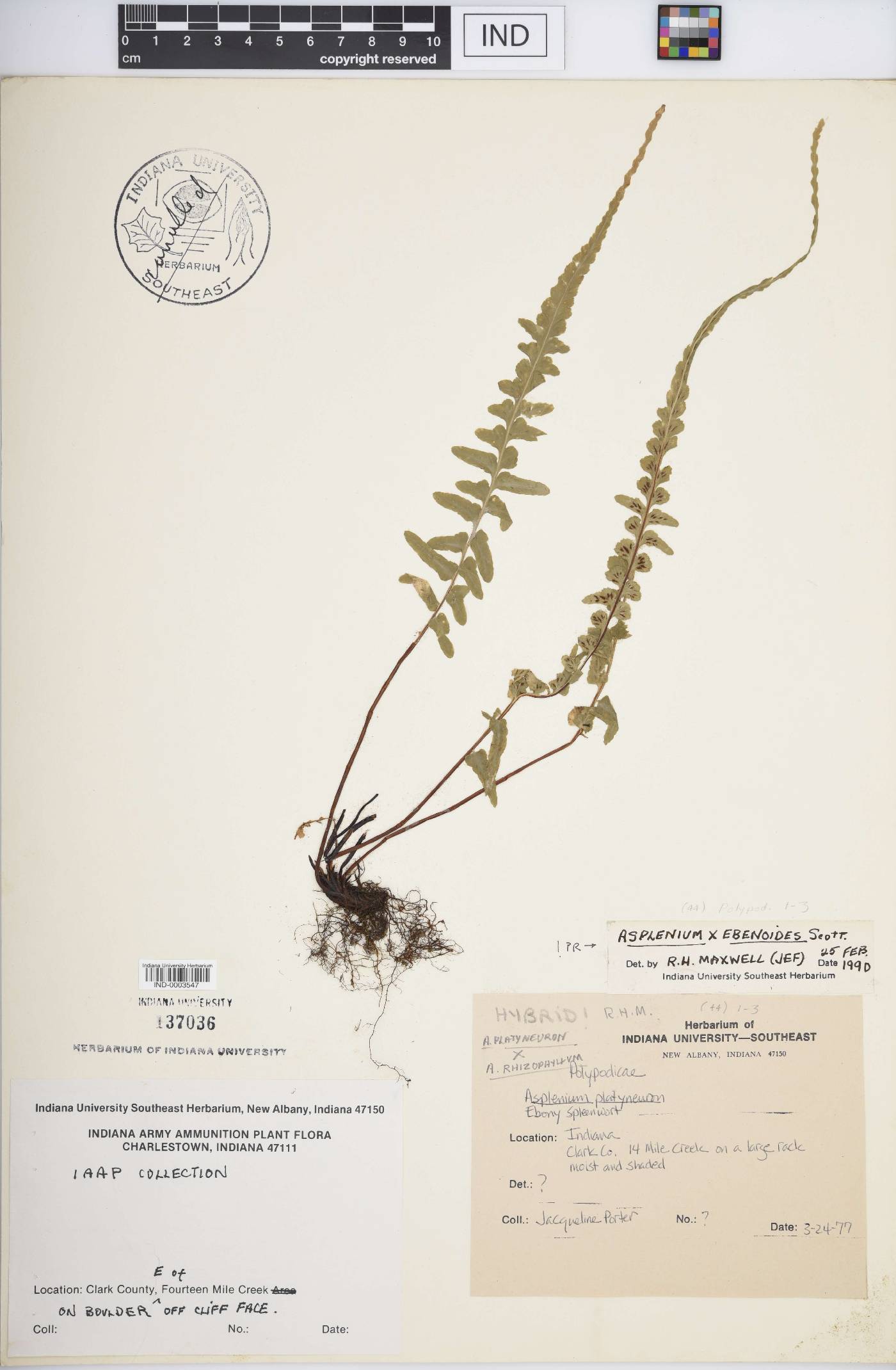 Asplenium × ebenoides image