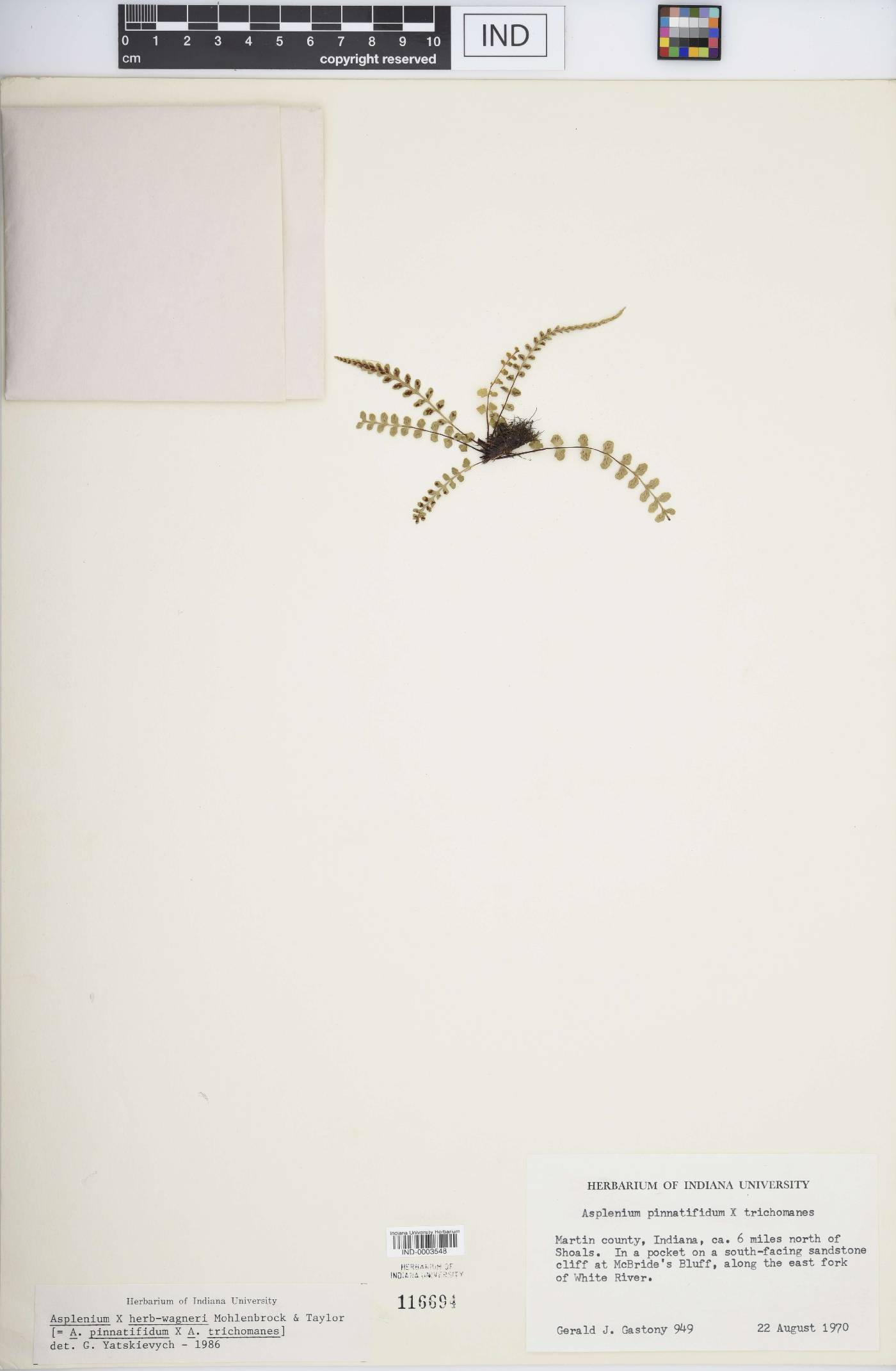 Asplenium × herb-wagneri image