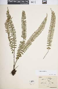 Asplenium monanthes image