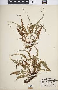 Asplenium pinnatifidum image