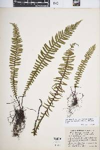 Asplenium platyneuron var. bacculum-rubrum image