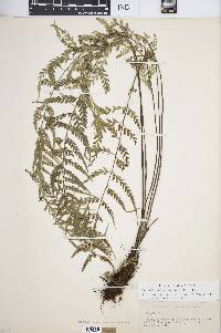 Asplenium sphaerosporum image