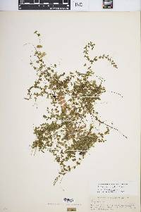 Asplenium triphyllum image