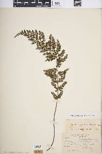 Asplenium verecundum image