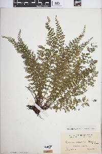 Asplenium verecundum image