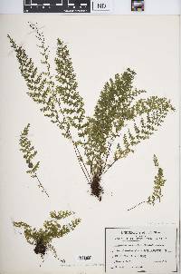 Asplenium verecundum image